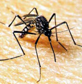 Alerta Máximo: Alphaville 3 comunica três casos de dengue no seu residencial