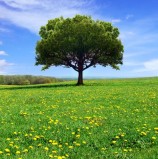 Editorial – por Gláucia Poppe: “Alphaville, o bairro de alamedas sem árvores!”