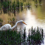 Conheça o coração verde de Alphaville
