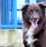 Governo de SP sanciona lei que cria Programa de Proteção a Animais Domésticos