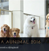 Evento gratuito: Virada Aunimal invade o Iguatemi Alphaville e traz atrações e gastronomia para cães e seus donos