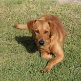 Agendamento para castração gratuita é feito por telefone até sábado em Barueri