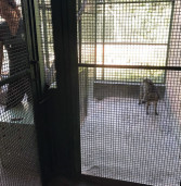 Cachorro-do-mato que vivia no Cetas de Barueri pode ser visto no zoo de AmericanaFoto