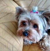 URGENTE: Cachorrinha roubada –  Raça Yorkshire com 4 anos