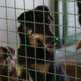 Amor não tem idade: cães adultos precisam ser adotados em Barueri