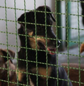 Amor não tem idade: cães adultos precisam ser adotados em Barueri