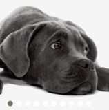 DIREITO À VIDA: JUSTIÇA GARANTE TRATAMENTO DE CÃO COM LEISHMANIOSE EM VEZ DE EUTANÁSIA