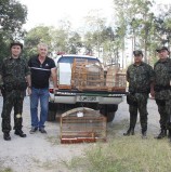 Ação conjunta entre Sema, Ibama, DeFau e PM Ambiental devolveu 12 aves à natureza