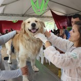 Dia Animal de Barueri lotou o Parque Dom José
