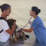 Barueri – Preenchido, agendamento de castração de abril abriu 720 vagas