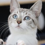 Barueri realizará feira especial de adoção responsável no dia 30