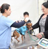 Barueri: Agendamento para castração de pets acontece no final de janeiro