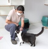 Hoje – Feira Especial de Adoção de Pets acontece neste sábado, 29, no Cepad