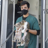 Barueri já castrou quase 18 mil animais domésticos desde 2017