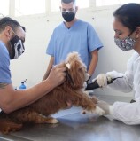 Barueri – 144 animais são castrados em mutirão exclusivo para atender protetores