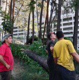 Barueri – Sema realiza quase três mil podas de árvores em um ano