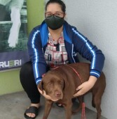 Troca de informações pelas mídias sociais do Cepad ajuda a encontrar animais perdidos