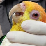 Barueri – Cetas encaminha ave ameaçada de extinção ao Zoo de Sorocaba