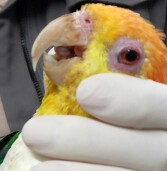 Barueri – Cetas encaminha ave ameaçada de extinção ao Zoo de Sorocaba