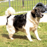 Barueri – Portal Pet teve ótima estreia no agendamento de castração de agosto e leva a novo recorde