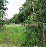 Dia da Árvore é alerta para conscientização ambiental