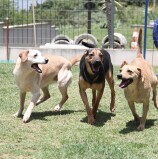 Barueri – Sema abre agendamento de castração na quinta, 27