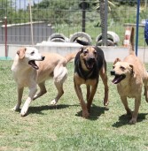 Barueri – Sema abre agendamento de castração na quinta, 27