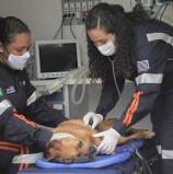 As mulheres que socorrem os pets de Barueri