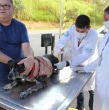 Barueri abre agenda para vacinação antirrábica