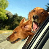 CCR AutoBAn orienta motoristas sobre  viajar com pets de maneira segura