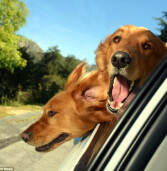 CCR AutoBAn orienta motoristas sobre  viajar com pets de maneira segura