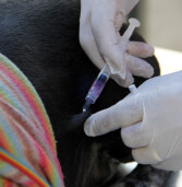 Barueri – Posto permanente de vacina antirrábica abre agenda para agosto