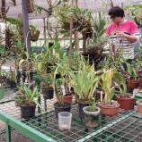 Barueri – Orquidário municipal será espaço de preservação e aprendizado