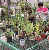 Barueri – Orquidário municipal será espaço de preservação e aprendizado