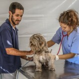 Campanha Vacinação Antirrábica acontece em Santana de Parnaíba