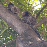 Crime ambiental: Barueri alerta sobre ataques contra macacos