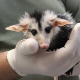 Barueri – Cetas ensina como lidar com filhotes silvestres