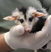 Barueri – Cetas ensina como lidar com filhotes silvestres