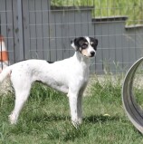 Barueri – Final de semana tem Feira de Adoção de Cães no Parque Dom José