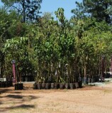 Barueri conta com Lei que concede uma muda de planta por nascimento de uma criança