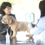 Barueri – Novembro terá adoções de pets em todos os finais de semana