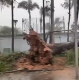 Temporal com fortes ventos em Alphaville causa quedas de árvores e postes causando congestionamento