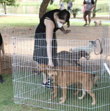 Barueri – Fevereiro terá Feira Especial de Adoção de Pets, além de mais eventos pela cidade