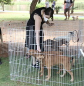 Barueri – Fevereiro terá Feira Especial de Adoção de Pets, além de mais eventos pela cidade