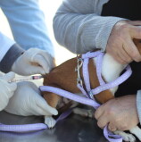 Barueri – Fique atento ao agendamento para vacinação contra raiva em fevereiro