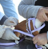 Barueri – Fique atento ao agendamento para vacinação contra raiva em fevereiro