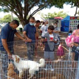 Barueri – Adote um pet: confira a programação das feiras de adoção em março