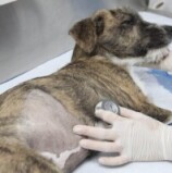 Barueri – Maio inicia com agendamento de castração gratuita de pets