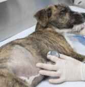 Barueri – Maio inicia com agendamento de castração gratuita de pets