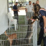 Adoção de pets: Secretaria de Meio Ambiente oferece várias oportunidades no mês de julho